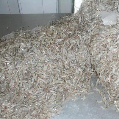 合肥白米虾批发市场指南 野生籽虾与工商注册一站式解析